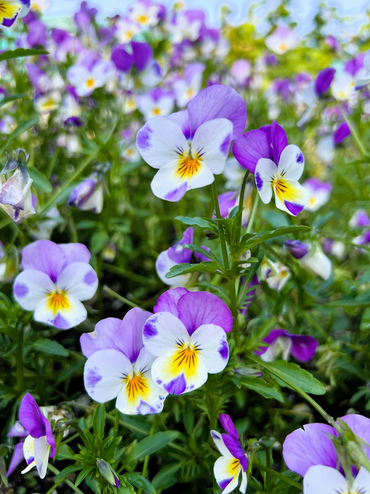 50 Light JOHNNY JUMP UP Viola Tricolor Violet Flower Seeds