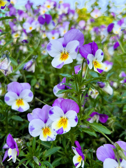 50 Light JOHNNY JUMP UP Viola Tricolor Violet Flower Seeds