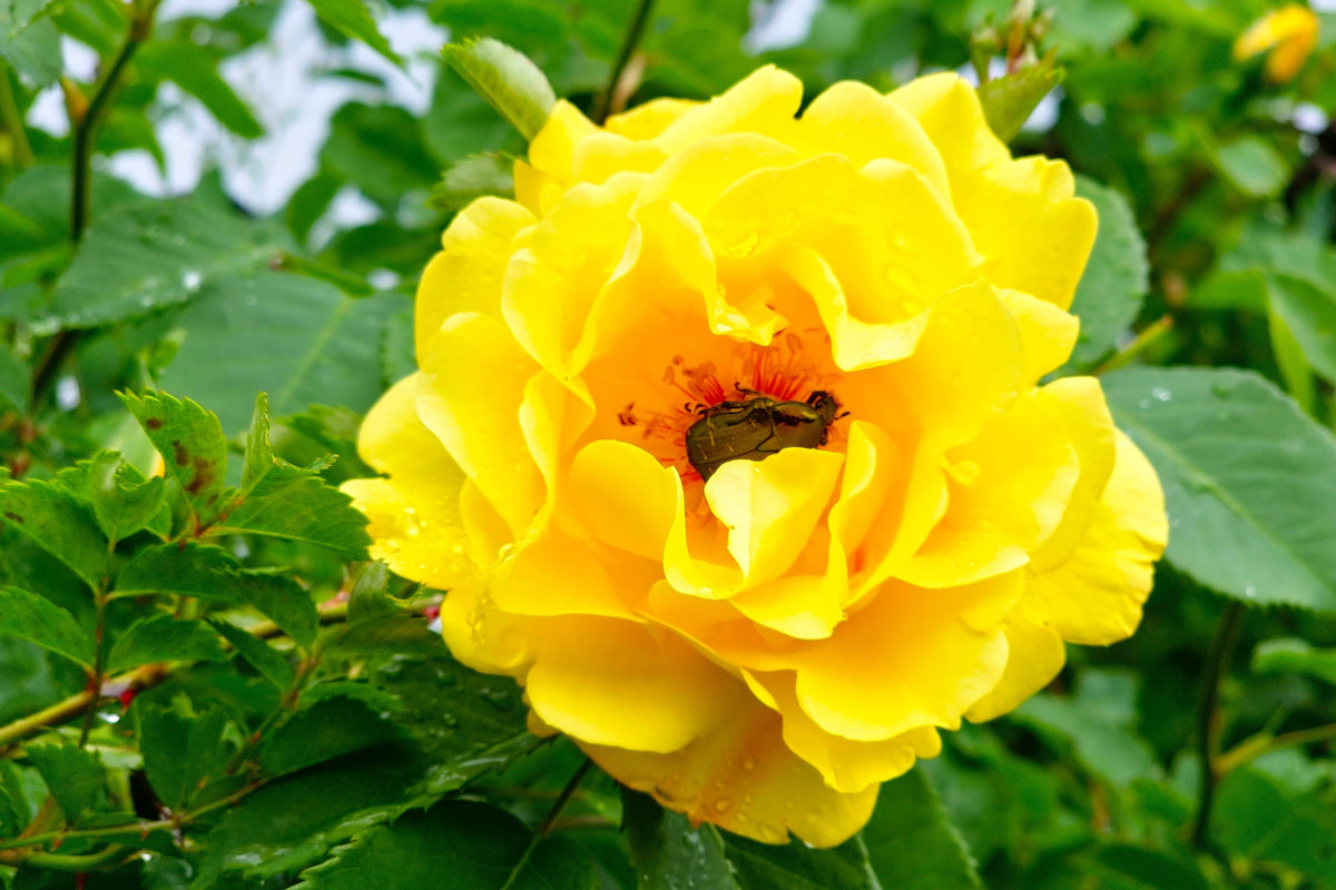 5 YELLOW ROSE Rosa Bush Shrub Perennial Flower Seeds