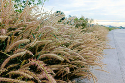 25 PURPLE FOUNTAIN GRASS Ornamental Pennisetum Setaceum Dark Burgundy Flower Seeds