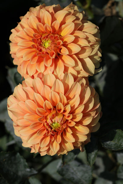 20 Dwarf Mixed Colors REDSKIN DAHLIA Variabilis Red Skin Mix Bicolor Flower Seeds