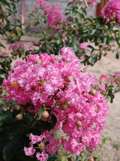 35 Light PINK CREPE MYRTLE Crape Tree Shrub Lagerstroemia Indica Flower Seeds