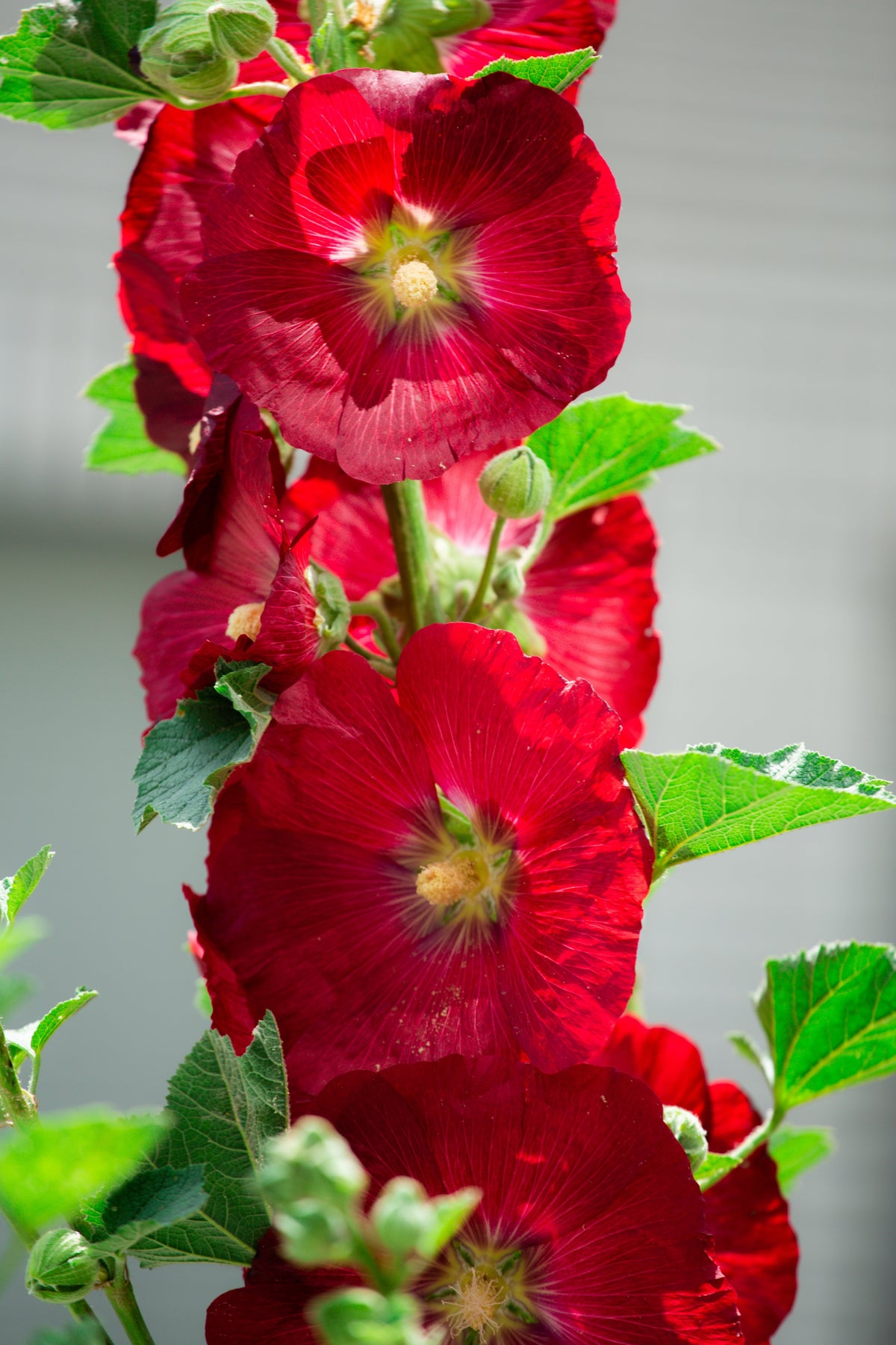 25 DARK RED HOLLYHOCK Alcea Rosea Flower Seeds Perennial