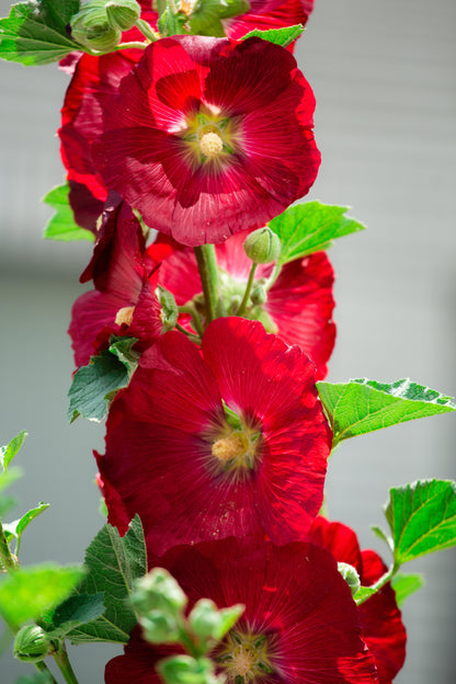 25 DARK RED HOLLYHOCK Alcea Rosea Flower Seeds Perennial