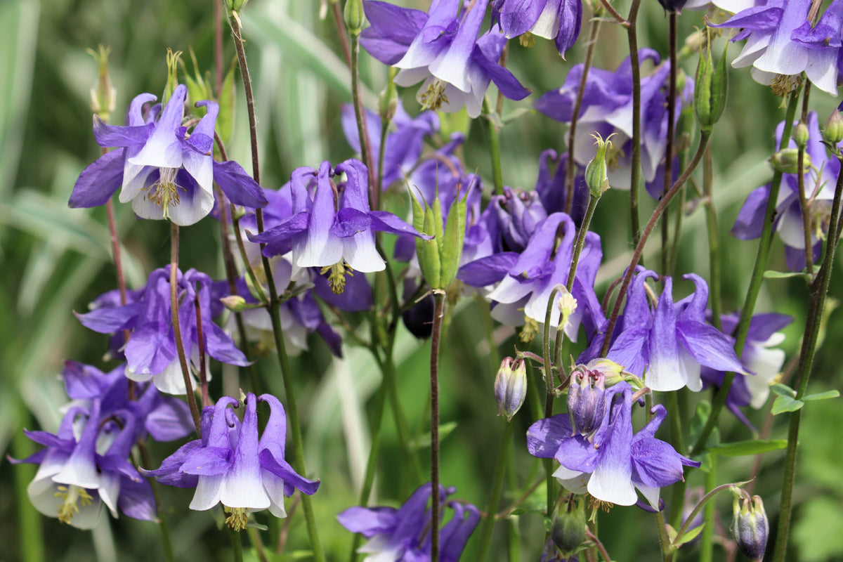 100 MIXED EUROPEAN COLUMBINE Aquilegia Flower Seeds
