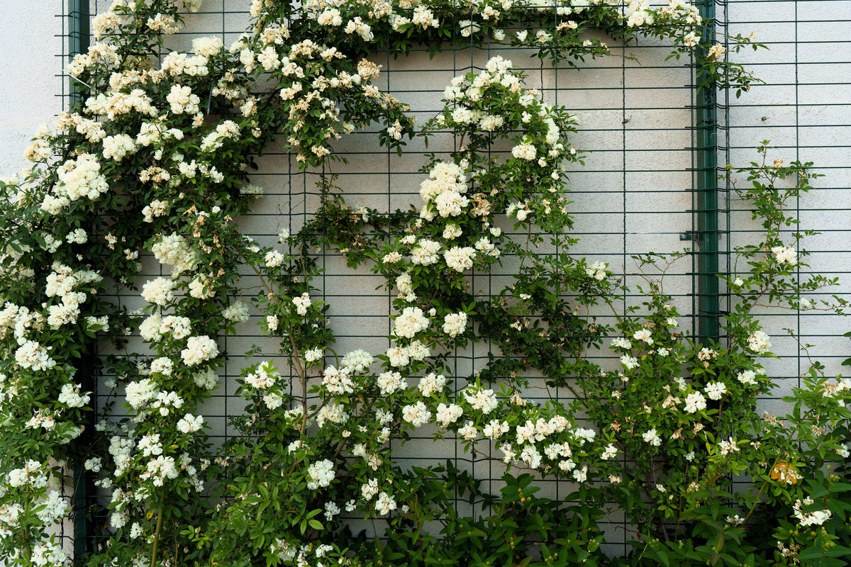 5 WHITE CLIMBING ROSE Rosa Bush Vine Climber Fragrant Butterfly Flower Seeds