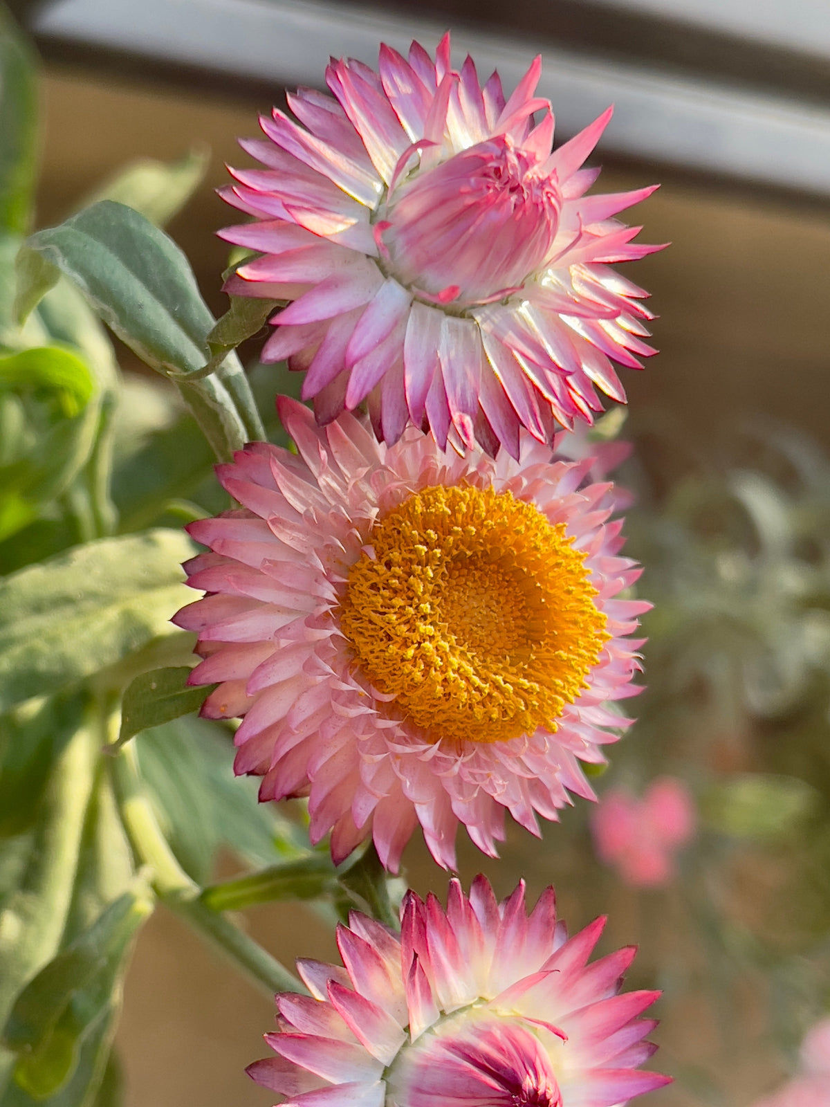50 PINK DOUBLE STRAWFLOWER Helichrysum  Xerochrysum Bracteatum Flower Seeds