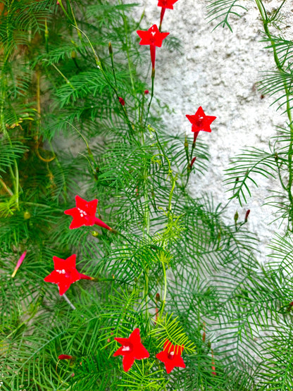 50 CYPRESS VINE MIX Ipomoea Quamoclit Convolvulus Hummingbird Star Morning Glory Cardinal Creeper Flower Seeds - Mixed Colors Red Pink White