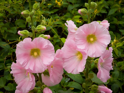 25 PALE PINK HOLLYHOCK Light Alcea Rosea Flower Seeds Perennial