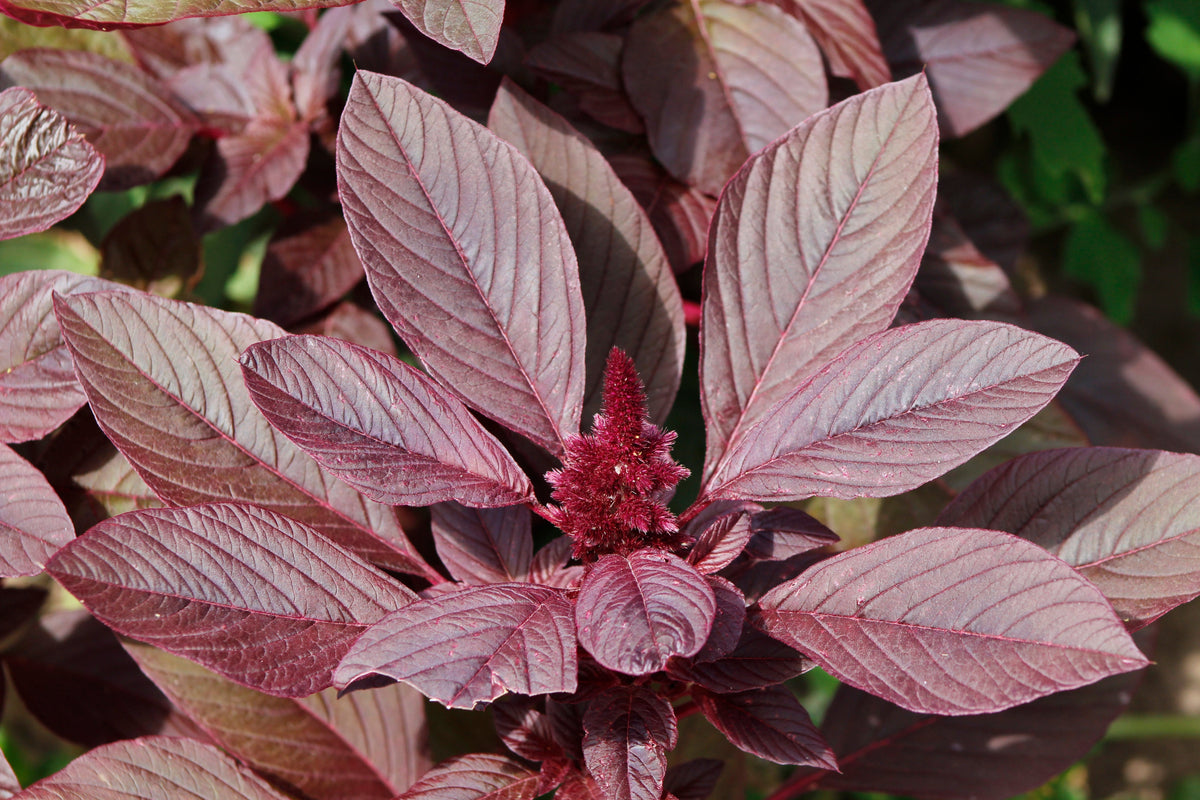 250 BURGUNDY AMARANTHUS Hypochondriacus Amaranth Grain Vegetable Flower Seeds