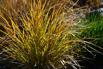 50 PHEASANT TAILS GRASS Feather Reed New Zealand Wind Stipa Arundinacea syn Anemanthele Lessoniana Ornamental Grass Seeds