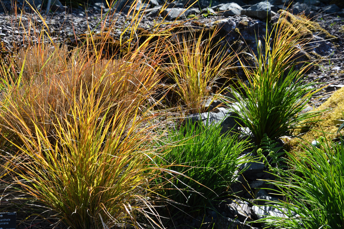 50 PHEASANT TAILS GRASS Feather Reed New Zealand Wind Stipa Arundinacea syn Anemanthele Lessoniana Ornamental Grass Seeds