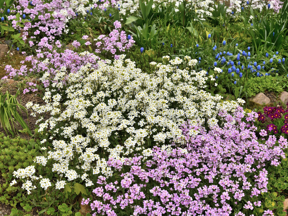 800 WHITE ALPINE ROCKCRESS Aubrieta Rock Cress Arabis Alpina Flower Seeds