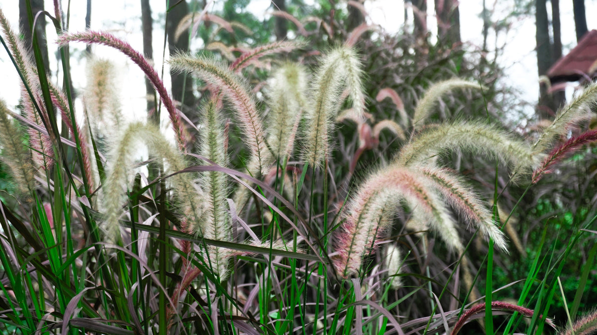 25 PURPLE FOUNTAIN GRASS Ornamental Pennisetum Setaceum Dark Burgundy Flower Seeds