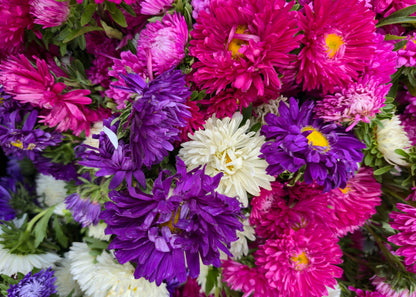 1000 POWDER PUFF ASTER Mix Callistephus Chinensis Flower Seeds