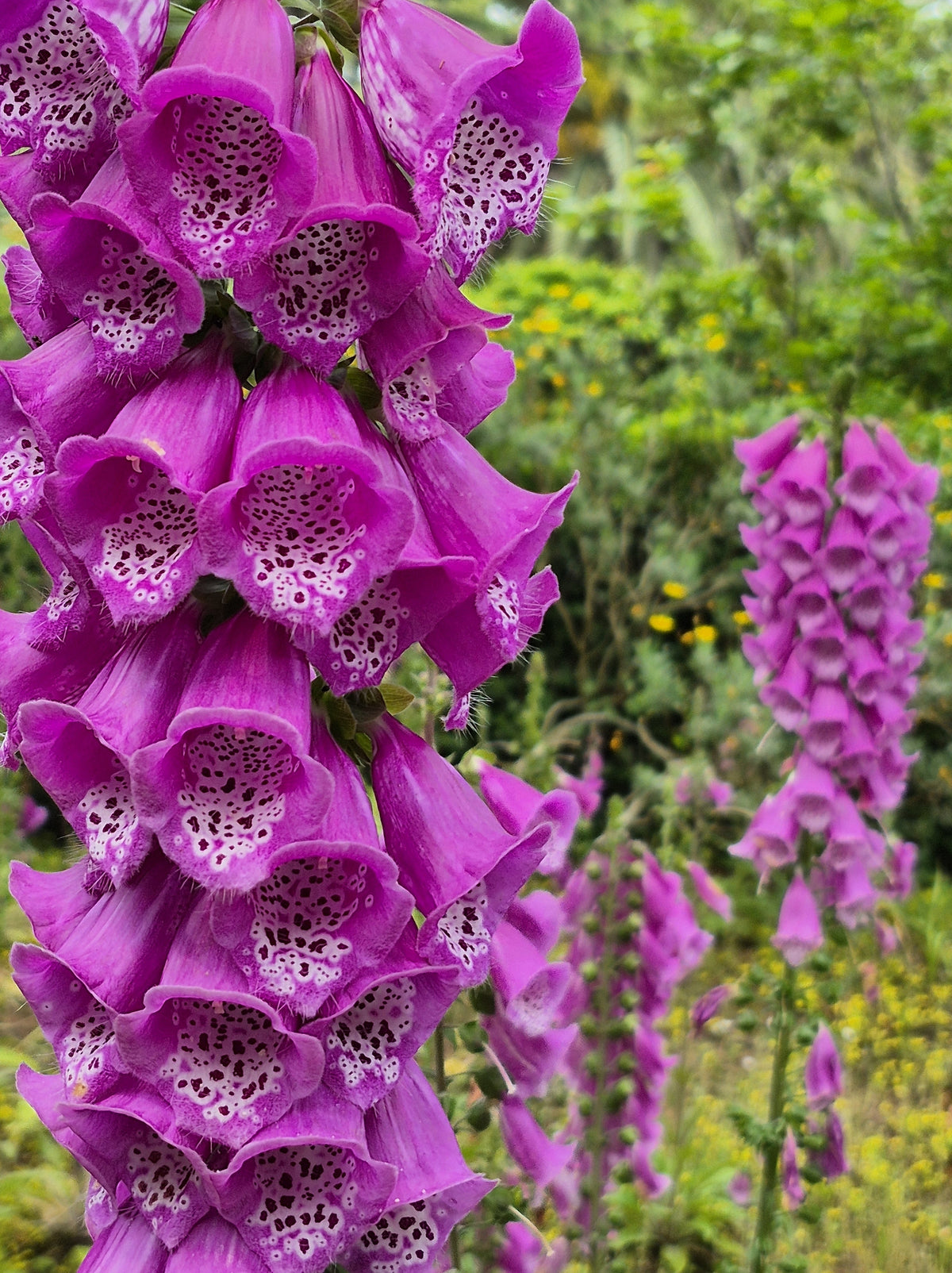 1000 PINK & PURPLE Mix FOXGLOVE Digitalis Flower Seeds