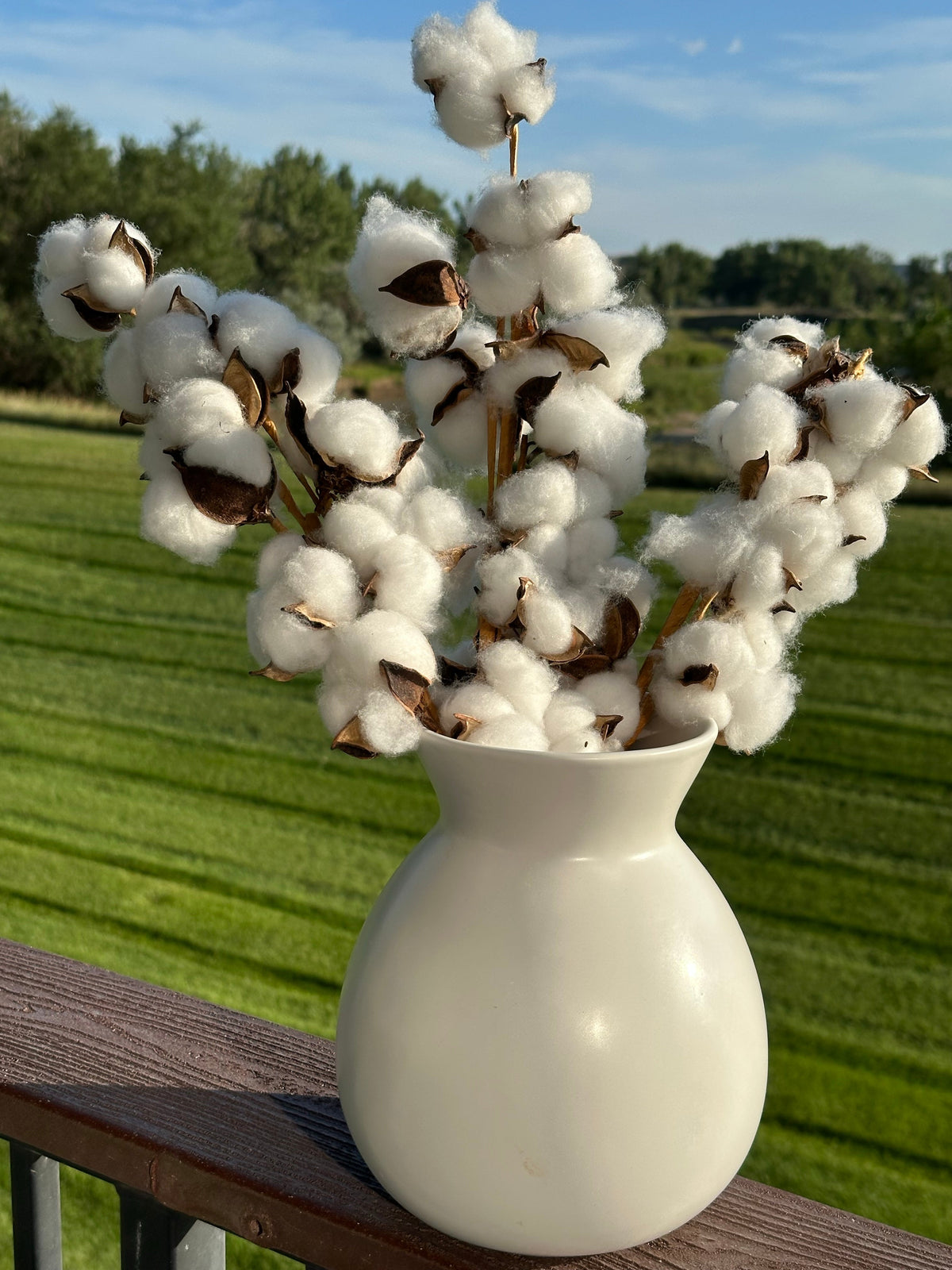 25 WHITE COTTON Gossypium Hirsutum Plant Seeds
