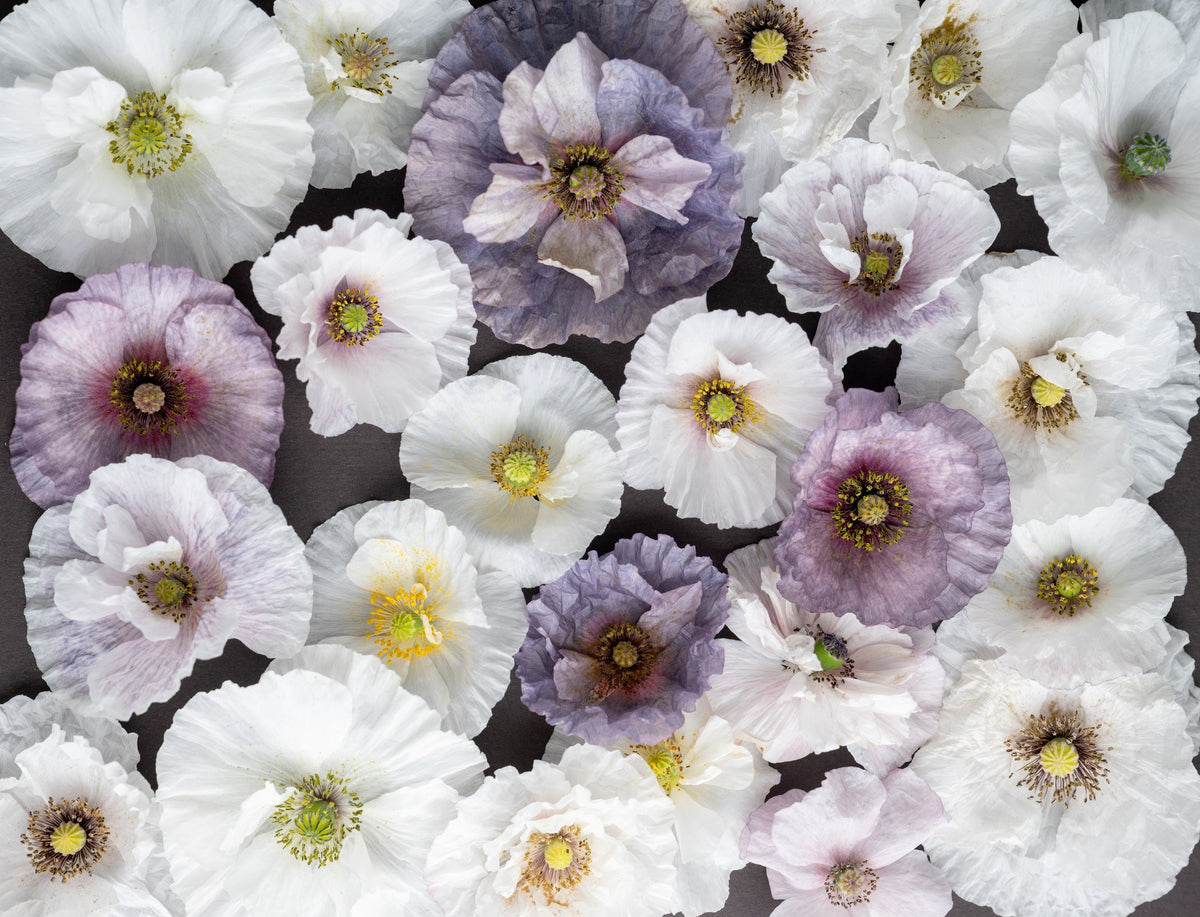 100 MOTHER Of PEARL POPPY Mix Papaver Rhoeas Shirley Flower Seeds Mixed Colors