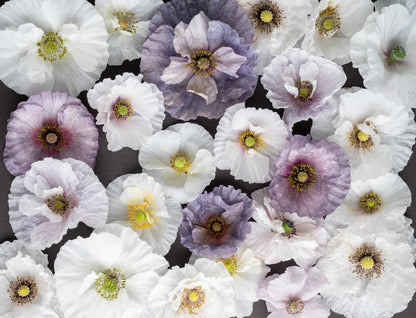100 MOTHER Of PEARL POPPY Mix Papaver Rhoeas Shirley Flower Seeds Mixed Colors