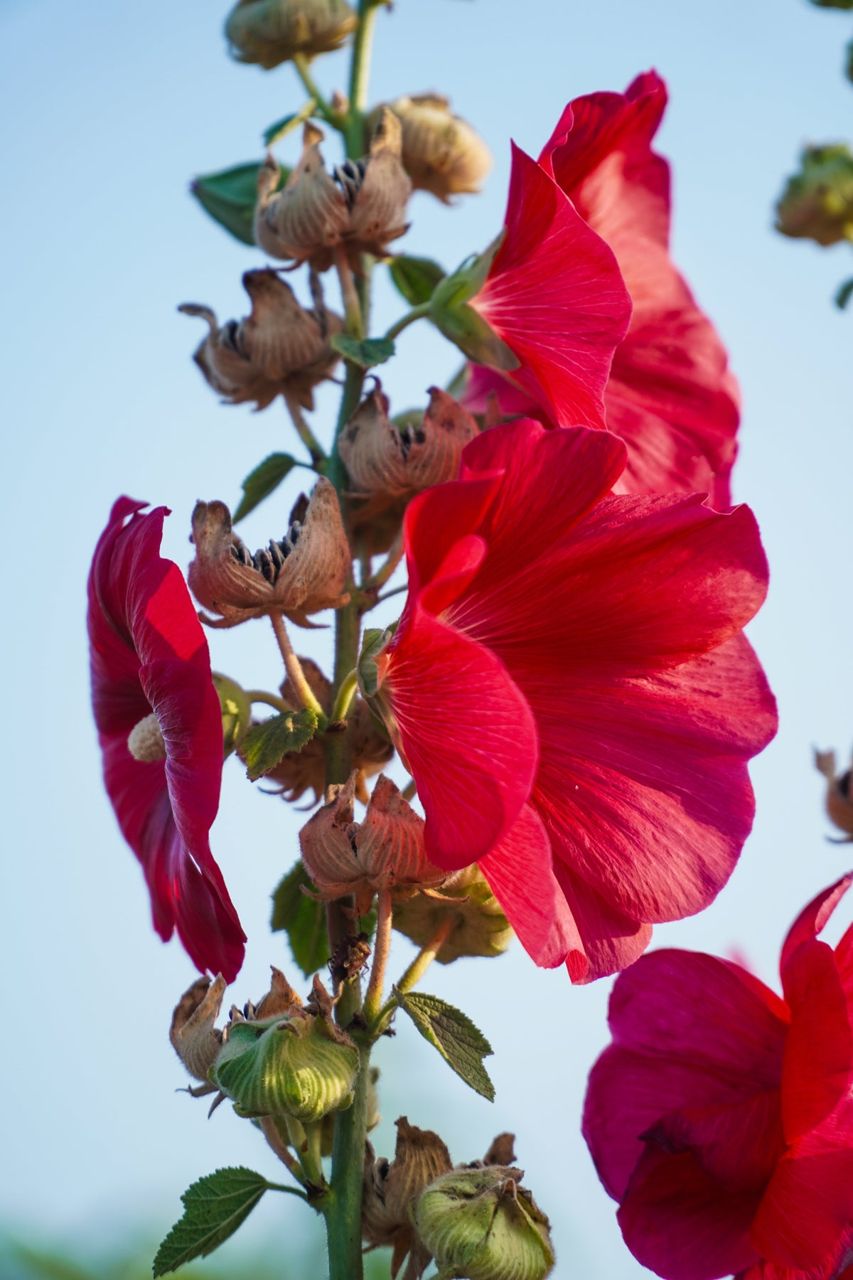 25 DARK RED HOLLYHOCK Alcea Rosea Flower Seeds Perennial