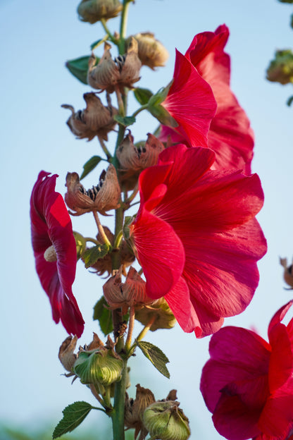 25 DARK RED HOLLYHOCK Alcea Rosea Flower Seeds Perennial
