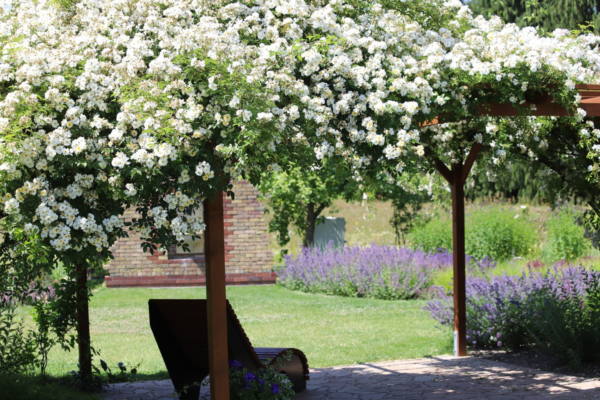 5 WHITE CLIMBING ROSE Rosa Bush Vine Climber Fragrant Butterfly Flower Seeds