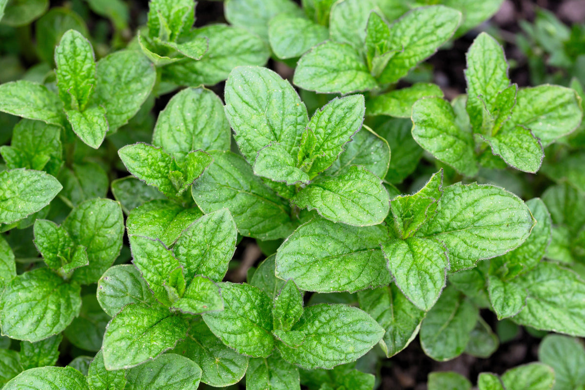 250 PEPPERMINT MINT Mentha Piperita Herb Flower Seeds