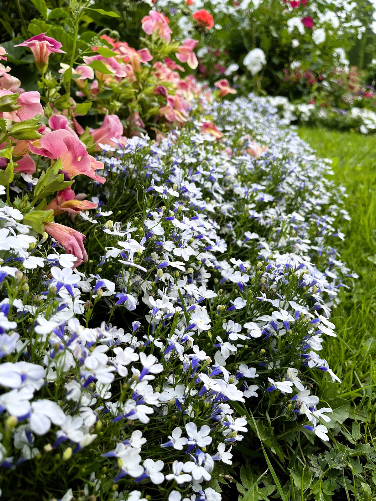 200 BLUE SPLASH LOBELIA Regatta Blue & White Erinus Flower Seeds