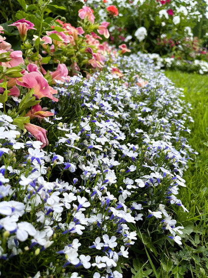 200 BLUE SPLASH LOBELIA Regatta Blue & White Erinus Flower Seeds
