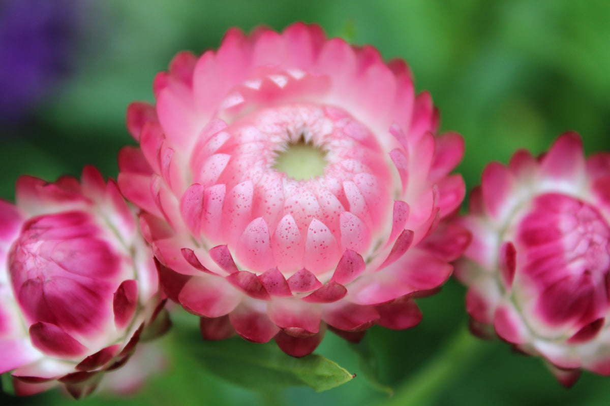 50 PINK DOUBLE STRAWFLOWER Helichrysum  Xerochrysum Bracteatum Flower Seeds