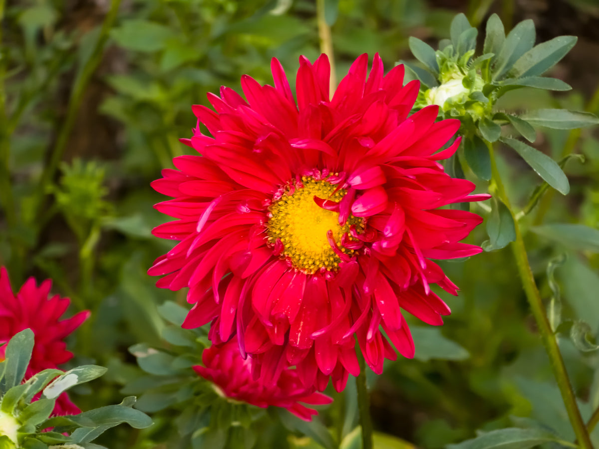 1000 POWDER PUFF ASTER Mix Callistephus Chinensis Flower Seeds