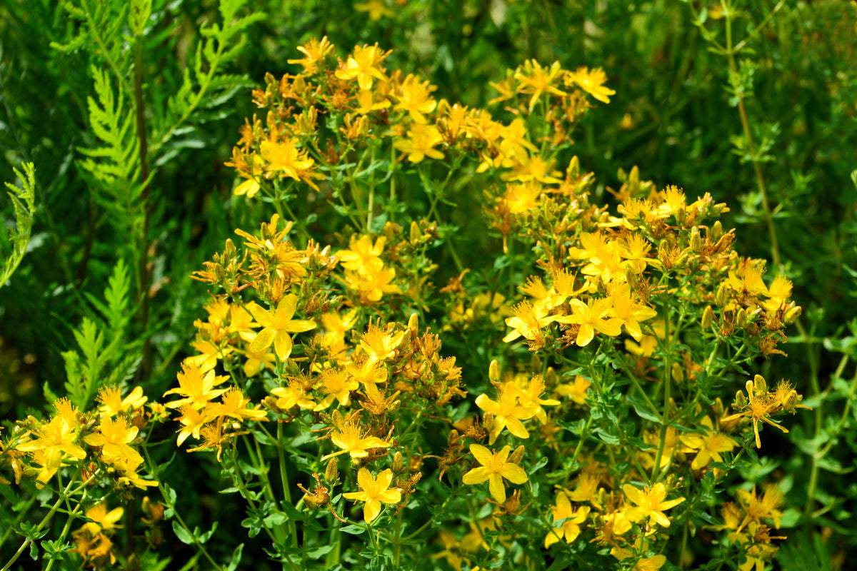1500 Great SAINT JOHNS WORT St John's Hypericum Pyramidatum Yellow Flower Herb Seeds