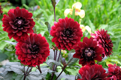 20 Dwarf Mixed Colors REDSKIN DAHLIA Variabilis Red Skin Mix Bicolor Flower Seeds