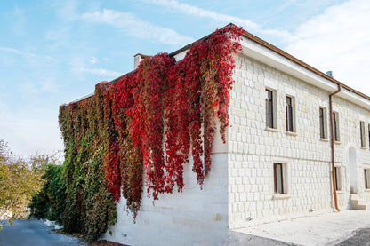 10 BOSTON IVY ( Bostonian Ivy / Wall Ivy ) Parthenocissus Tricuspidata Veitchii Vine Flower Seeds