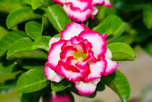 10 Mixed DESERT ROSE / ADENIUM Obesum African Houseplant Flower Seeds