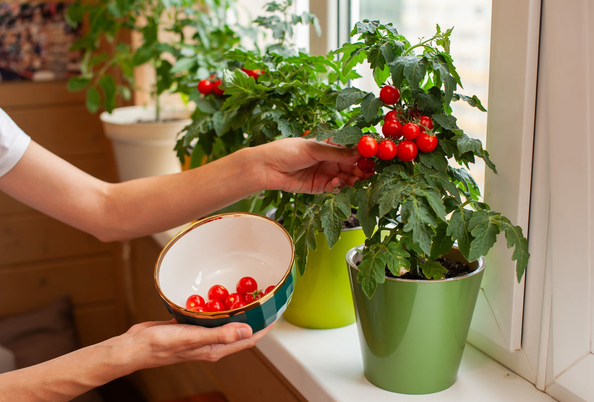 500 BULK Dwarf Cherry TOMATO TINY TIM Solanum Lycoperscium Red Fruit Seeds