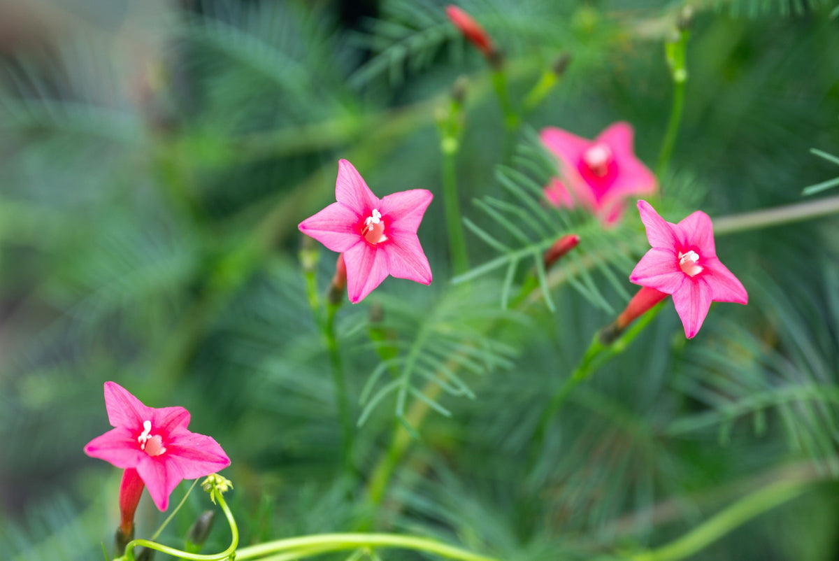 50 CYPRESS VINE MIX Ipomoea Quamoclit Convolvulus Hummingbird Star Morning Glory Cardinal Creeper Flower Seeds - Mixed Colors Red Pink White