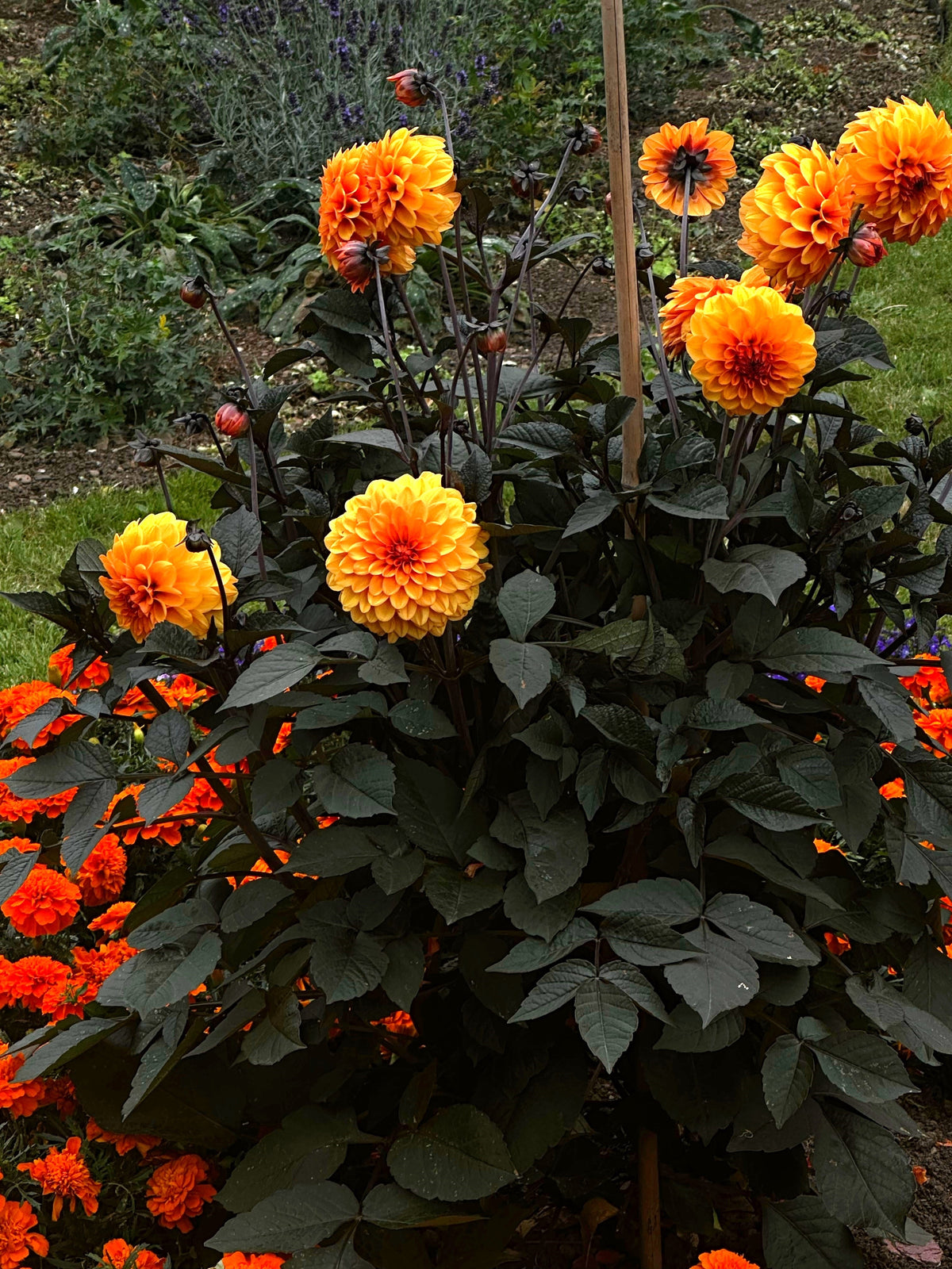 20 Dwarf Mixed Colors REDSKIN DAHLIA Variabilis Red Skin Mix Bicolor Flower Seeds