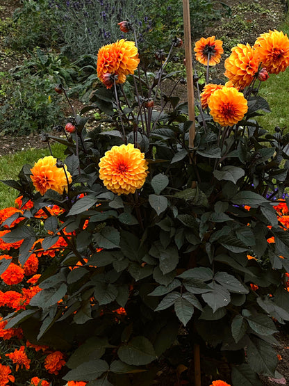 20 Dwarf Mixed Colors REDSKIN DAHLIA Variabilis Red Skin Mix Bicolor Flower Seeds