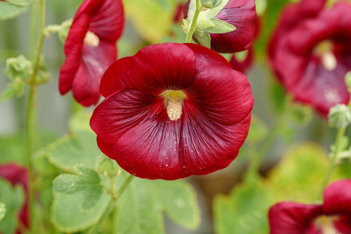 25 DARK RED HOLLYHOCK Alcea Rosea Flower Seeds Perennial