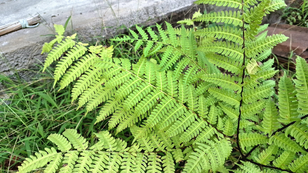 1000 + SENSITIVE FERN Onoclea Sensibilis aka Bead or Sympathy Fern Spores Seeds