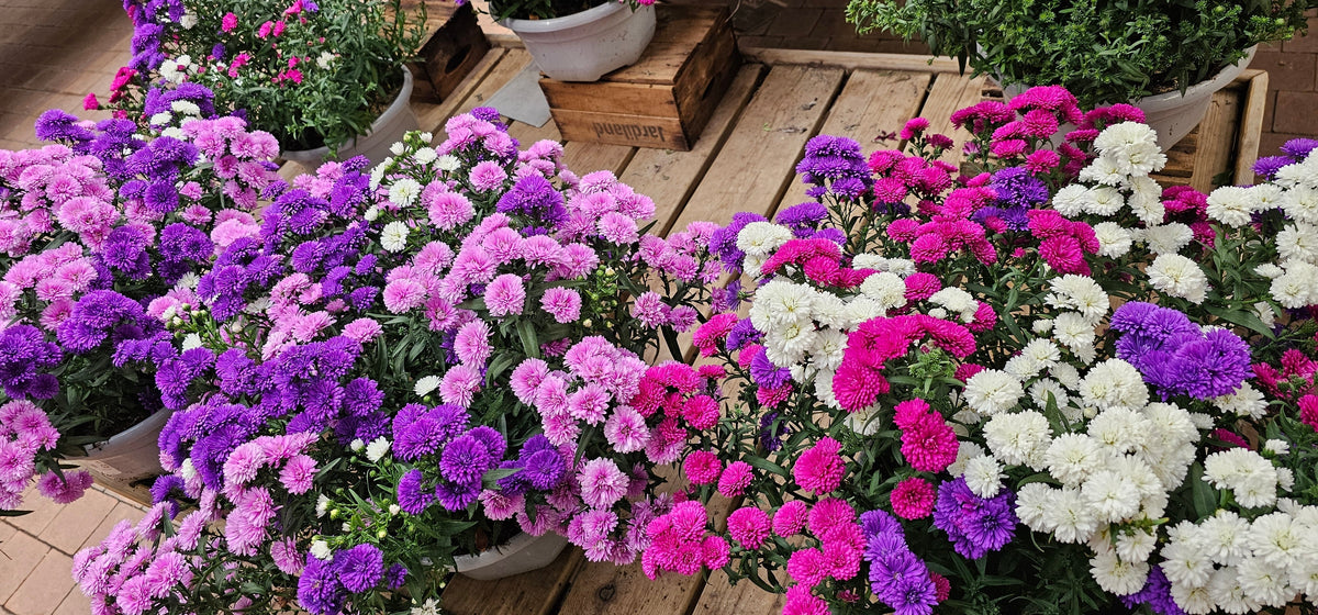 1000 POWDER PUFF ASTER Mix Callistephus Chinensis Flower Seeds