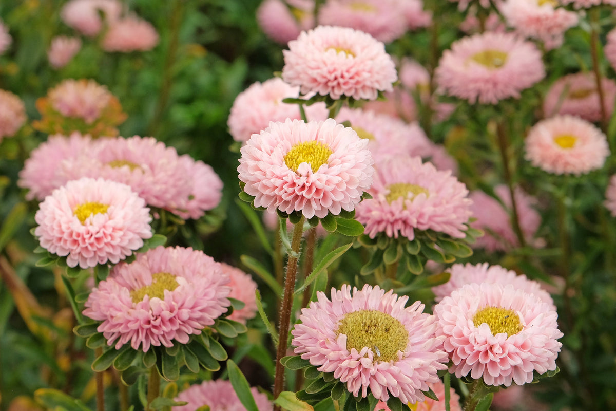 1000 POWDER PUFF ASTER Mix Callistephus Chinensis Flower Seeds