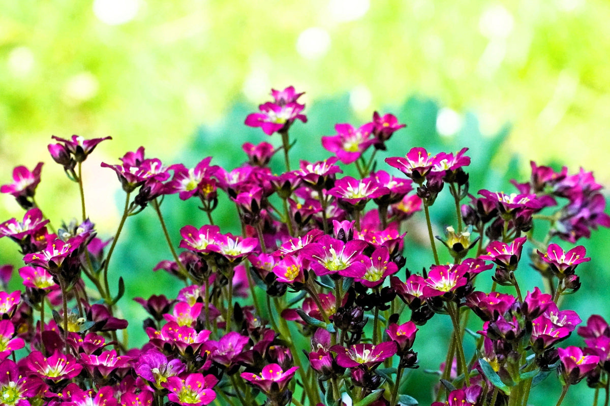 50 PURPLE ROBE SAXIFRAGA Arendsii Moss Rockfoil Evergreen Flower Seeds