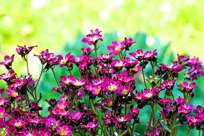 50 PURPLE ROBE SAXIFRAGA Arendsii Moss Rockfoil Evergreen Flower Seeds