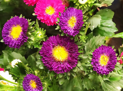 1000 POWDER PUFF ASTER Mix Callistephus Chinensis Flower Seeds