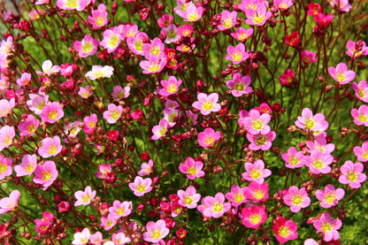 50 ROSE ROBE SAXIFRAGA Arendsii Mossy Rockfoil Evergreen Flower Seeds