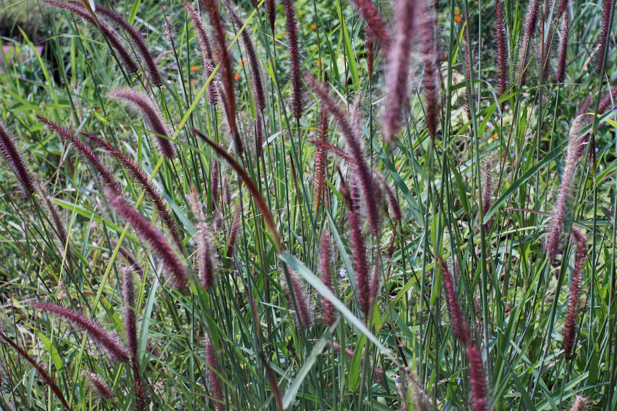 25 PURPLE FOUNTAIN GRASS Ornamental Pennisetum Setaceum Dark Burgundy Flower Seeds