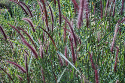 25 PURPLE FOUNTAIN GRASS Ornamental Pennisetum Setaceum Dark Burgundy Flower Seeds