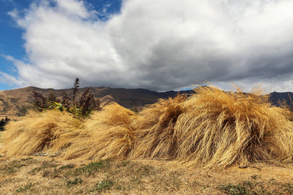 50 PHEASANT TAILS GRASS Feather Reed New Zealand Wind Stipa Arundinacea syn Anemanthele Lessoniana Ornamental Grass Seeds